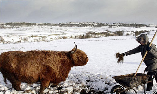 Kirk papers reveal charmed cows %categort