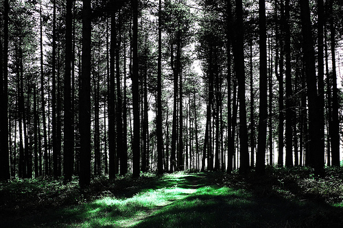 cannock-chase