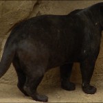 Big cat stalking Highgrove estate