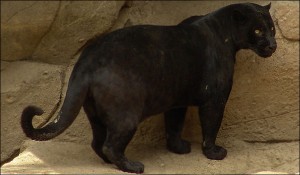 black-jaguar_682_737828a