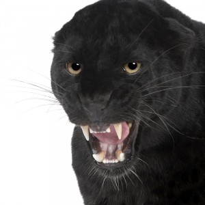 Big Cats in Britain coming to the North East %categort