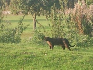 Big Cats in Britain coming to the North East %categort