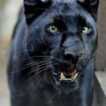 Hunt for big cat after second sighting in Flintshire