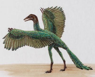Ancient birds may have lost teeth to fly Ancient birds may have lost teeth to fly %categort