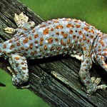 Man caught smuggling 44 lizards in his underwear