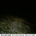 Photos of mystery big cat