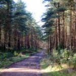 Big cat hunters head to Devilla Forest