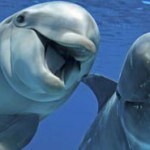 Dolphins to be treated as ‘non-human-persons’