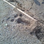 Unknown paw print