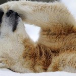 Big freeze could sign global warming ‘pause’