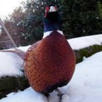 Pheasant attacks on the increase