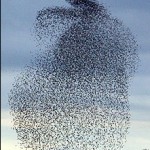 Starlings form rabbit shapes