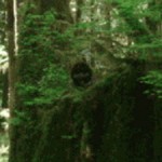 Did Canadian researcher snap Sasquatch?