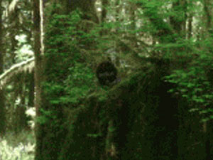 Sasquatch-or-not