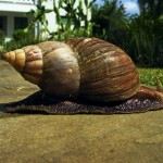 Worshipers sick after eating snail slime