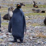 Rare all black penguin spotted