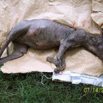 Chupacabra captured alive