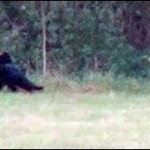 Dorset big cat seen 30 times this year