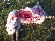 dorset-cat-lamb