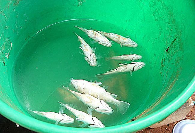 fish-falling-from-the-sky fish-falling-from-the-sky