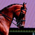 Mane attraction