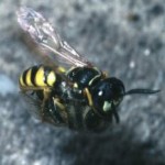 Wasps were the first to use antibiotics