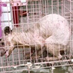 Chinese Chupacabra captured