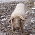 Pig could vote in election