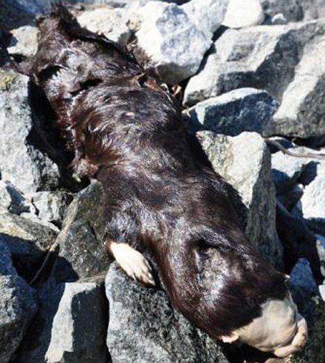 montauk-monster-2