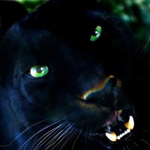 big+black+cat+ff