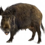 German radioactive boars