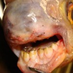 Mystery fish with human mouth