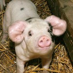 Farting pig sparks gas leak emergency