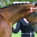 Police consult warlock over horse plaiting