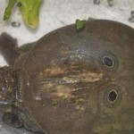 Villagers protect turtle they declare to be God