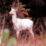 Mythical white stag photographed