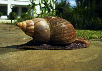 Worshipers sick after eating snail slime