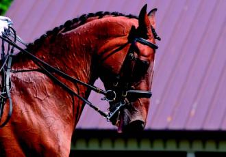 Mane attraction