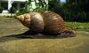 Worshipers sick after eating snail slime