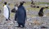 Rare all black penguin spotted