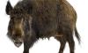 German radioactive boars