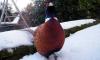 Pheasant attacks on the increase