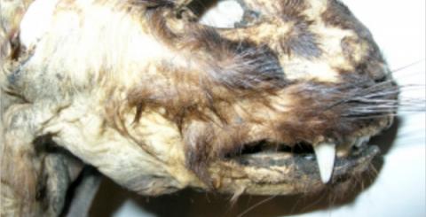 Demon cat possible goat sucker contender