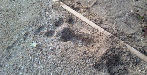 Unknown paw print
